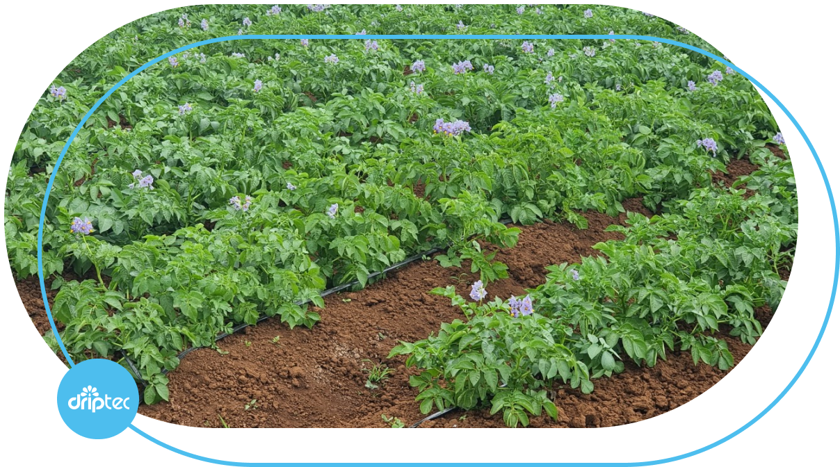 IRRIGATION SYSTEM MODEL FOR POTATO