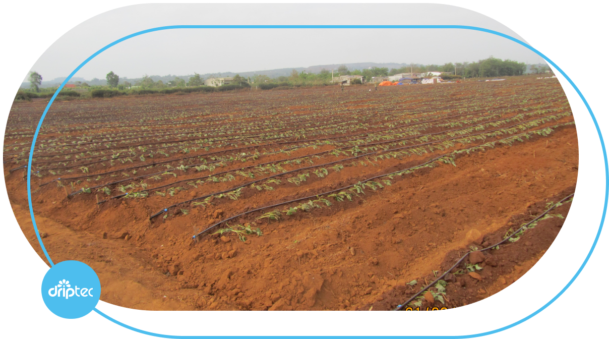 IRRIGATION SYSTEM MODEL FOR POTATO