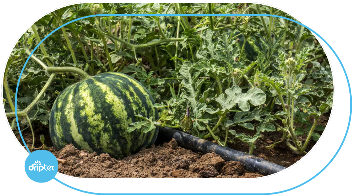 IRRIGATION SYSTEM MODEL FOR WATERMELON