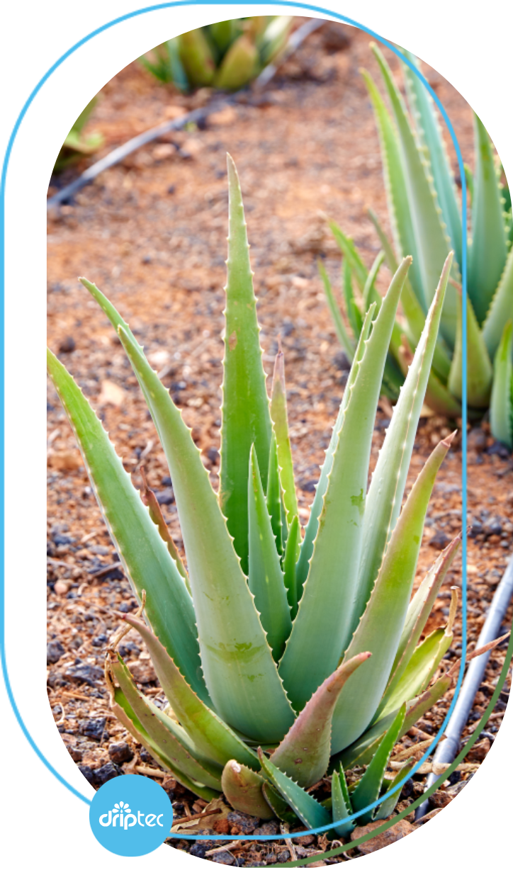 THE IMPORTANCE OF IRRIGATION FOR PINEAPPLE