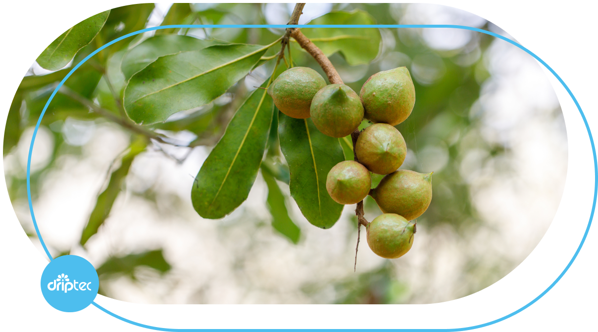 Macadamia irrigation solution