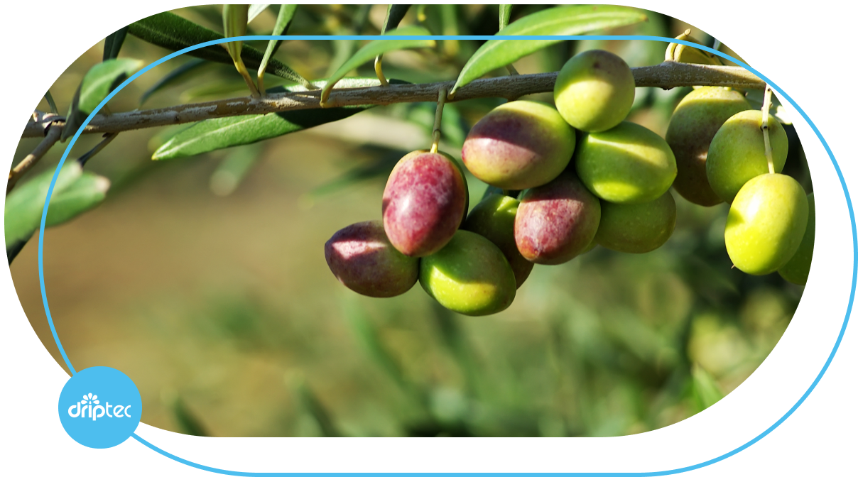 Olive Irrigation solution by Driptec