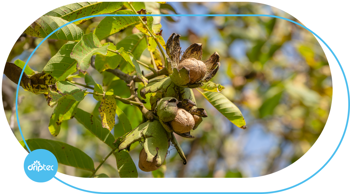 Walnut Irrigation solution by Driptec